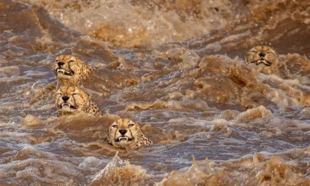 Photographer Catches Incredible Photos Of A Cheetah Family Crossing A Turbulent River