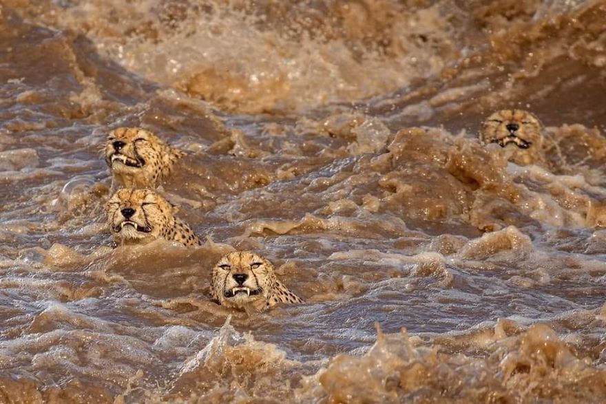 Photographer Catches Incredible Photos Of A Cheetah Family Crossing A Turbulent River