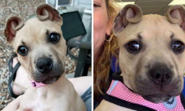 Unique Dog With ‘Cinnamon Roll’ Ears Is Just What You Need Today