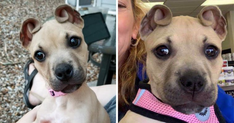 Unique Dog With ‘Cinnamon Roll’ Ears Is Just What You Need Today