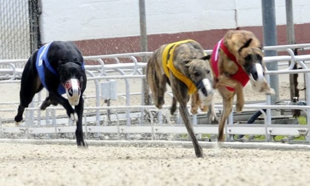 Coronavirus: Florida Dog Racing Tracks Closed, Leaving 1,500 Greyhounds Suddenly Homeless