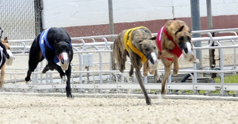 Coronavirus: Florida Dog Racing Tracks Closed, Leaving 1,500 Greyhounds Suddenly Homeless