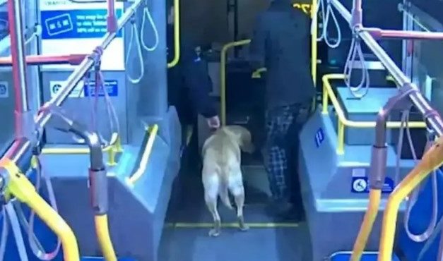 This Bus Driver Notices A Missing Dog On The Roadside And Saves Him From A Strange Man