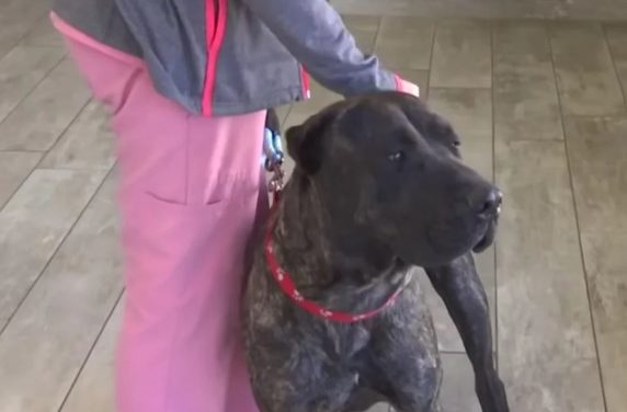 Missing Florida Dog Found 1,000 Miles Away From His Home After A Wild Cross-Country Adventure
