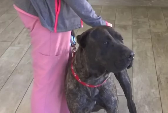 Missing Florida Dog Found 1,000 Miles Away From His Home After A Wild Cross-Country Adventure