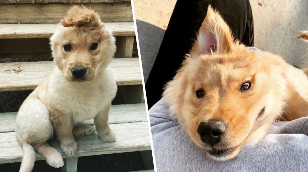 Adorable ‘Unicorn’ Puppy With One Ear In The Middle Of Her Head Is A New Internet Star On The Rise