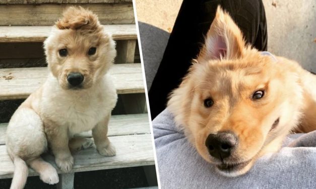 Adorable ‘Unicorn’ Puppy With One Ear In The Middle Of Her Head Is A New Internet Star On The Rise