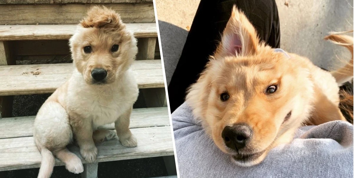 Adorable ‘Unicorn’ Puppy With One Ear In The Middle Of Her Head Is A New Internet Star On The Rise