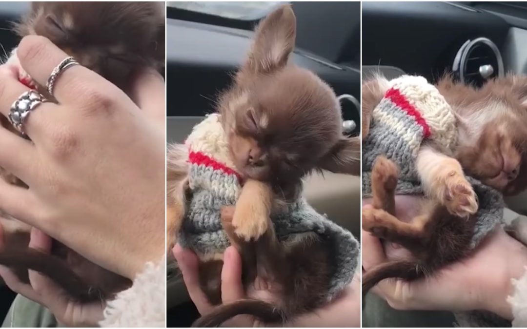 Adorable Puppy Falling Asleep In His Mom’s Hand Is Just Too Cute To Handle