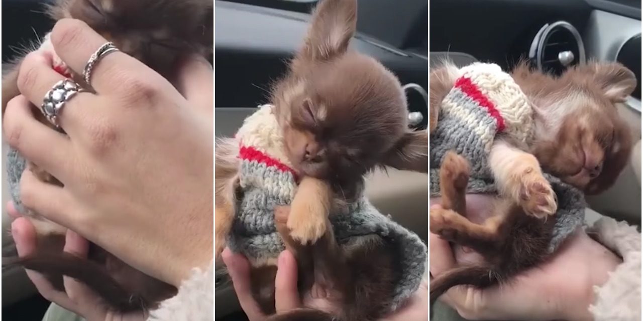Adorable Puppy Falling Asleep In His Mom’s Hand Is Just Too Cute To Handle