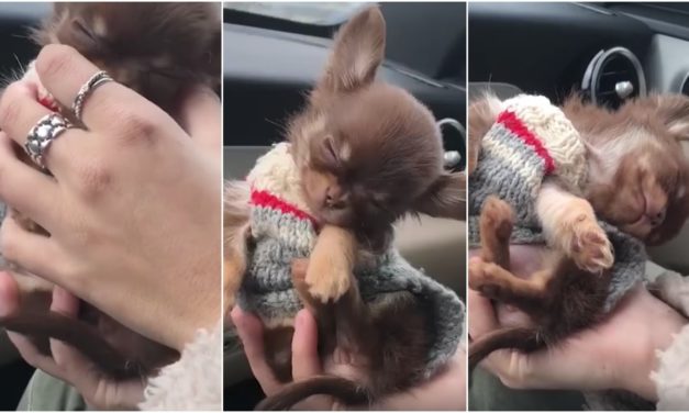 Adorable Puppy Falling Asleep In His Mom’s Hand Is Just Too Cute To Handle