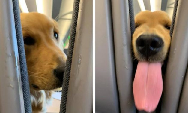 Bored Puppy Entertains The Passengers On The Plane Behind Him