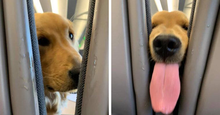 Bored Puppy Entertains The Passengers On The Plane Behind Him