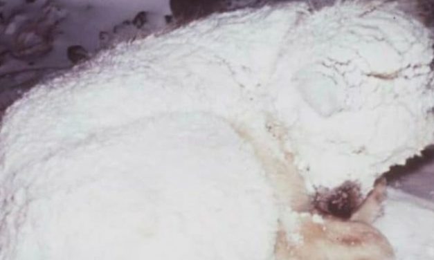 Dog Keeps Abandoned Child Alive In Freezing Weather By Wrapping His Body Around Him