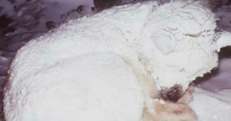 Dog Keeps Abandoned Child Alive In Freezing Weather By Wrapping His Body Around Him