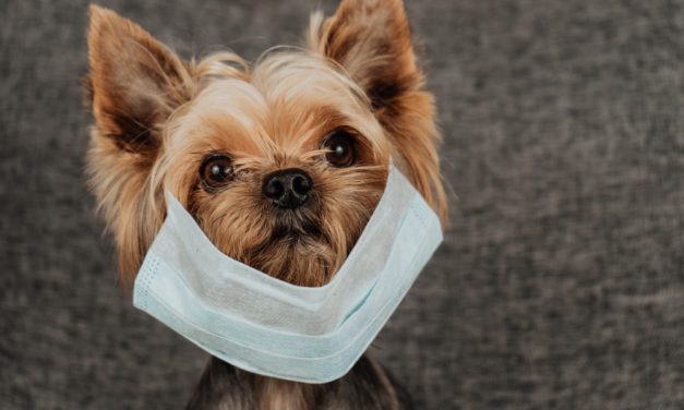 People Are Trying To Euthanize Their Dogs As Misinformation About Coronavirus Spread