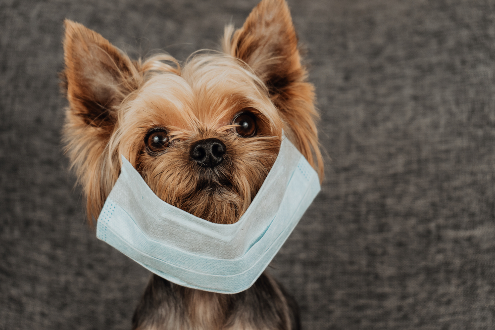 People Are Trying To Euthanize Their Dogs As Misinformation About Coronavirus Spread