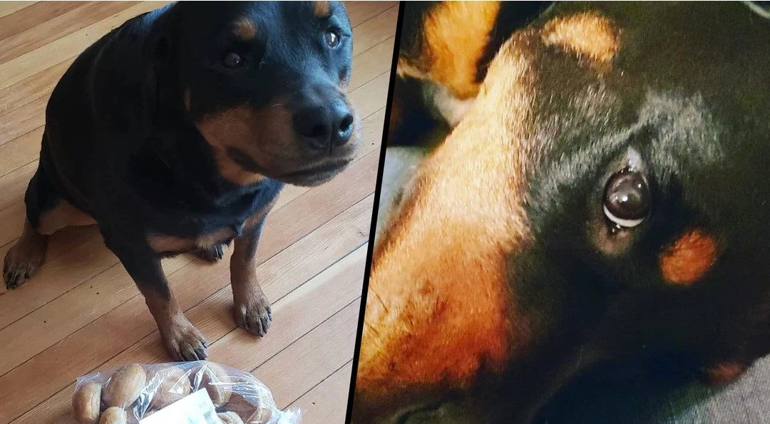 Dog Becomes The Official Bread Protector Of A Minnesota Family
