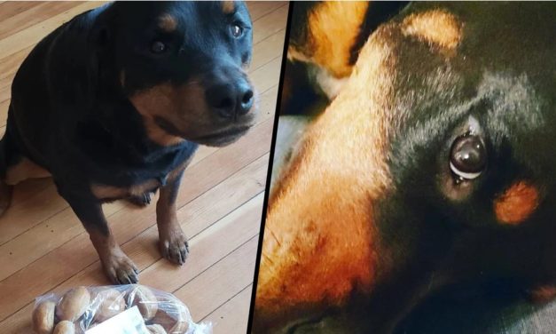 Dog Becomes The Official Bread Protector Of A Minnesota Family