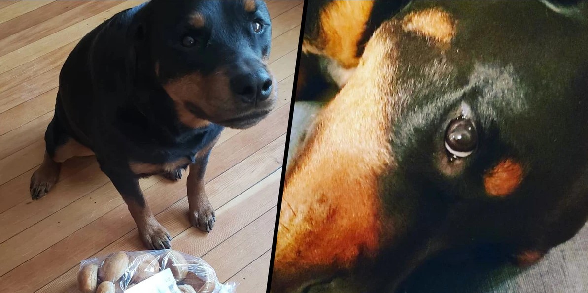 Dog Becomes The Official Bread Protector Of A Minnesota Family