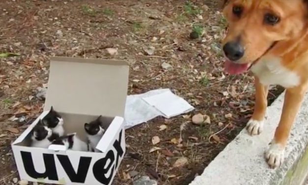Dog Finds Box Of Abandoned Kittens And Becomes World’s Best Foster Dad