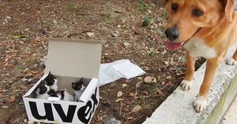 Dog Finds Box Of Abandoned Kittens And Becomes World’s Best Foster Dad