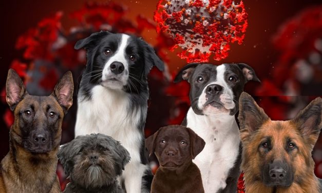 Second Dog Tests POSITIVE For The Deadly COVID-19