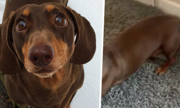 Overjoyed Sausage Dog Wags His Tail So Hard That He Sprains It