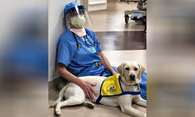 Service Dog Helps Stressed And Tired Doctors To Get Through The Day