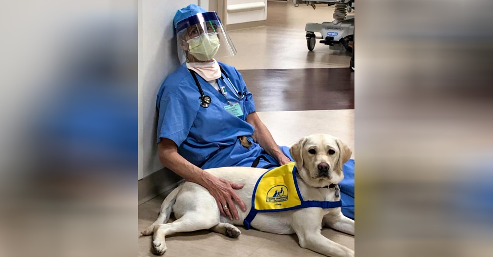 Service Dog Helps Stressed And Tired Doctors To Get Through The Day