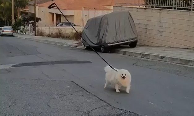 Amazing Footage Shows a Man Walking His Dog With a Drone During The Coronavirus Shutdown