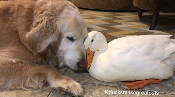 Unusual Friendship Between A Duck And A Dog Took The Internet By Storm