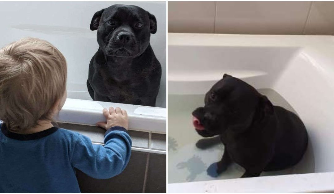 Meet The Doggo Who Sneaks Into Neighbours House Every Day To Join Kids’ Bath Time