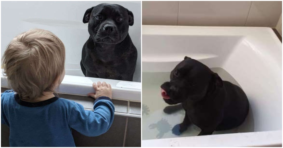 Meet The Doggo Who Sneaks Into Neighbours House Every Day To Join Kids’ Bath Time