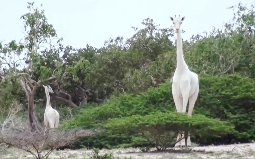 Poachers Slaughter 2 Of The Last White Giraffes On Earth