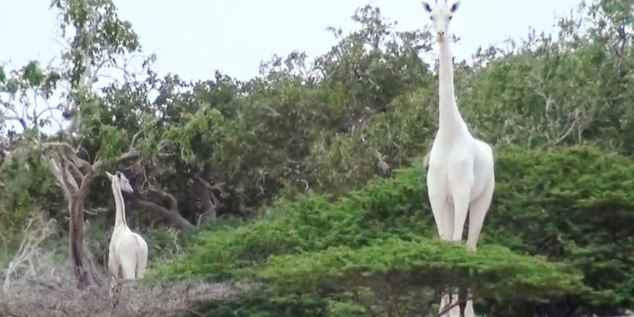Poachers Slaughter 2 Of The Last White Giraffes On Earth