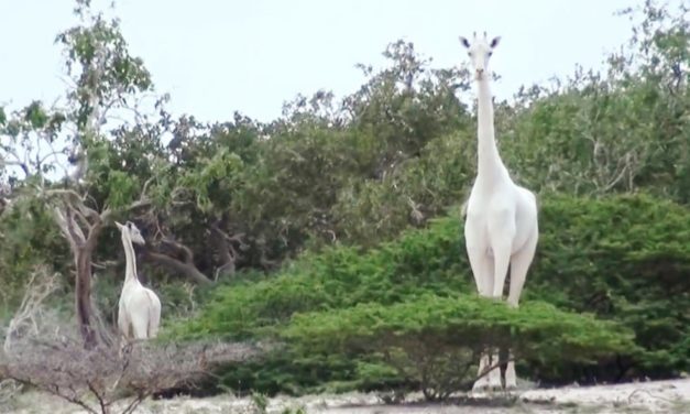 Poachers Slaughter 2 Of The Last White Giraffes On Earth