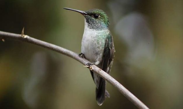 Smart Little Mom Hummingbird Builds Home With A Design With A Twist