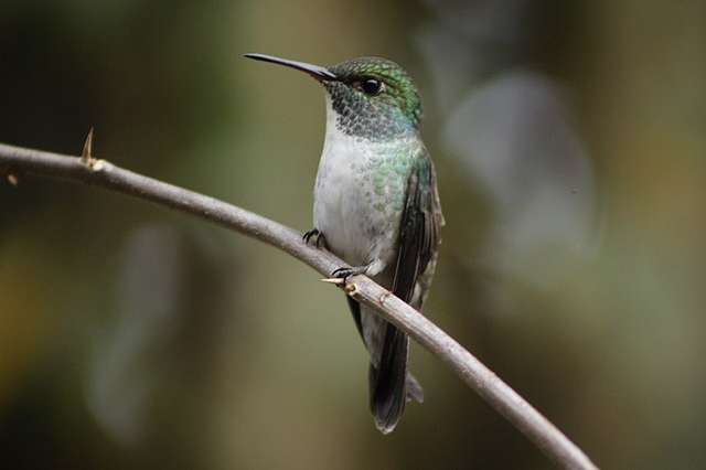 Smart Little Mom Hummingbird Builds Home With A Design With A Twist