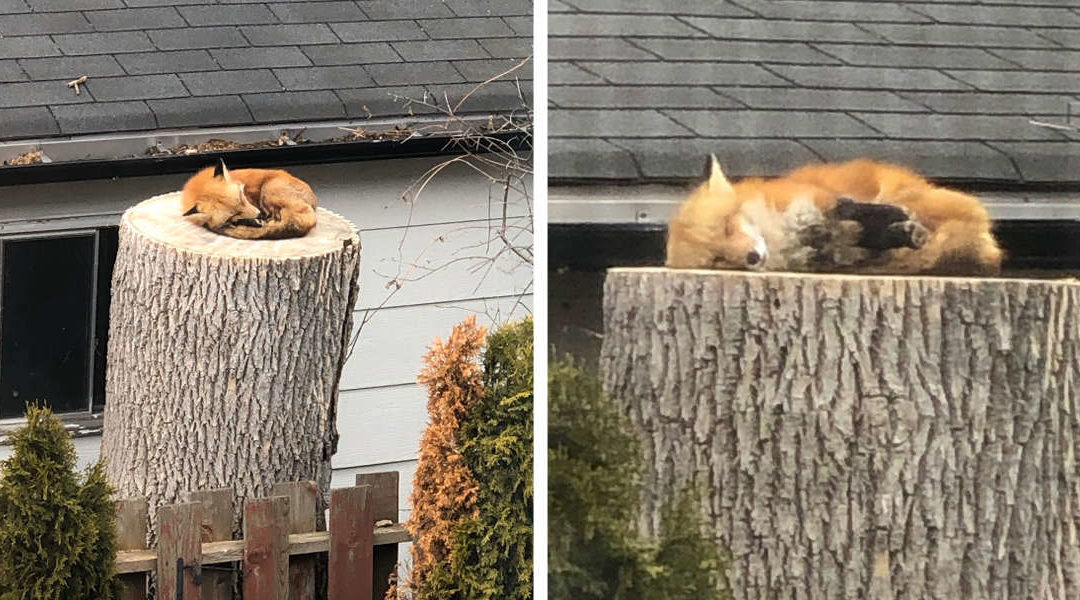 Baby Fox Casually Takes a Nap On a Tree Stump