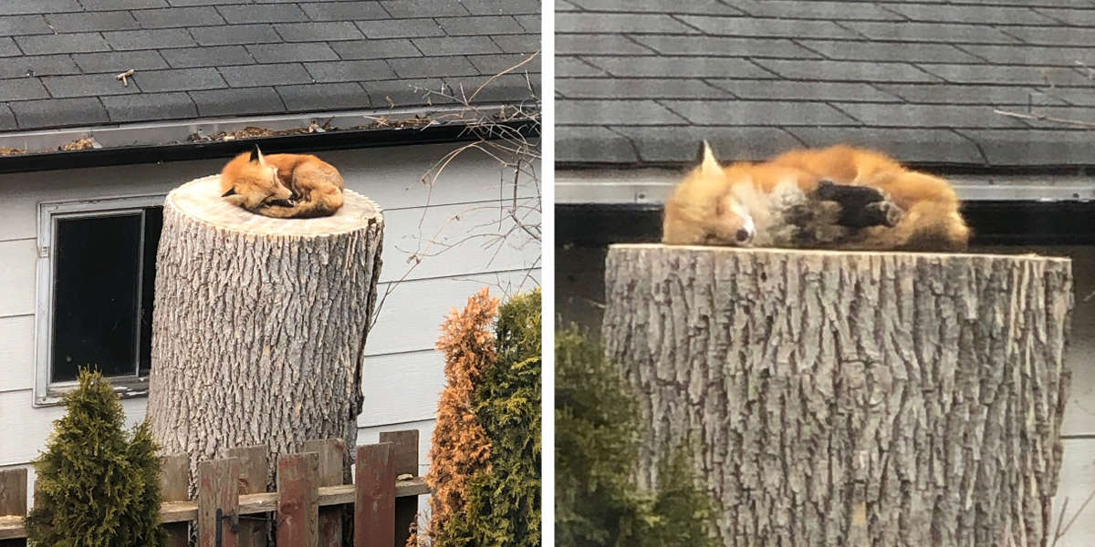 Baby Fox Casually Takes a Nap On a Tree Stump