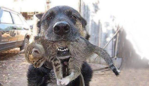 Brave Hero Dog Goes Into A Burning House To Rescue His Little Kitten Friend