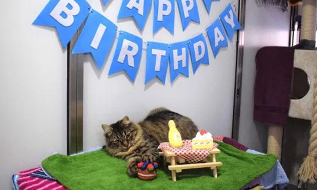 Rejected Cat Is Looking For A Forever Family After No One Showed Up To Her Birthday Party