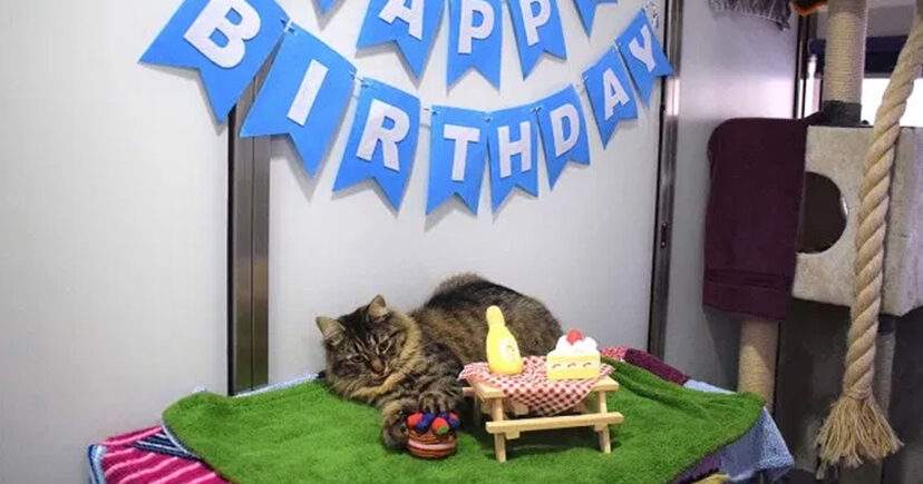 Rejected Cat Is Looking For A Forever Family After No One Showed Up To Her Birthday Party