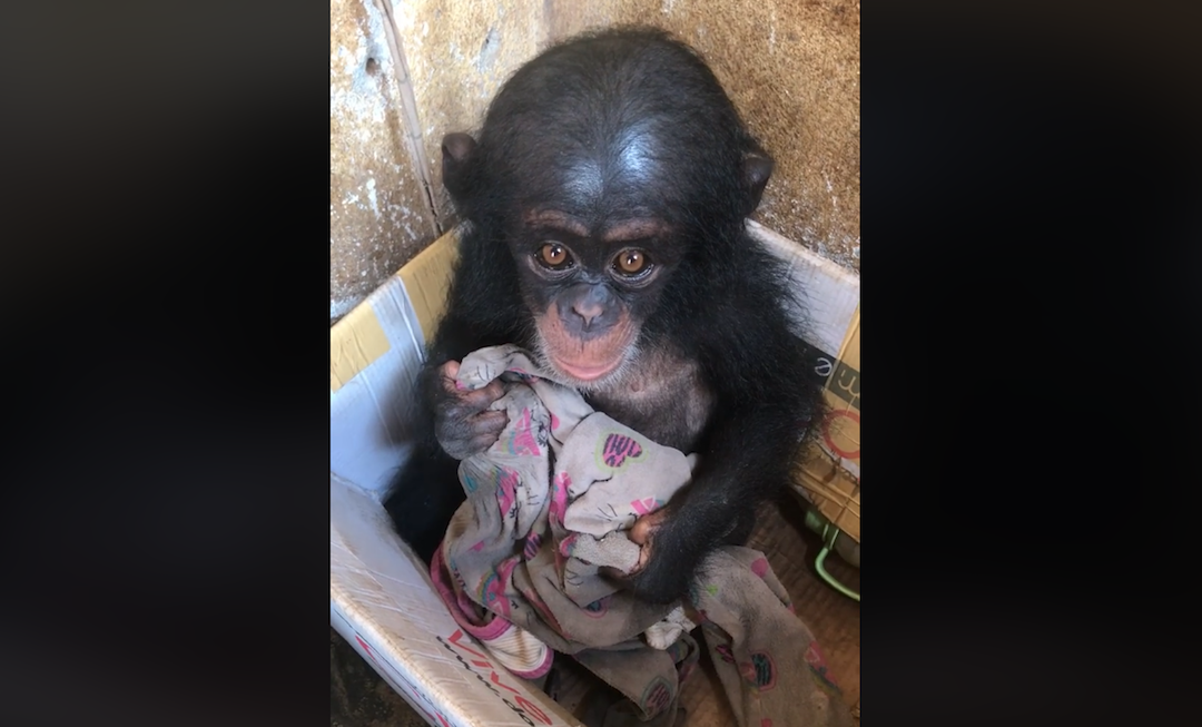 Baby Chimp Gets Attached To A Blankie While Living In A Cardboard Box