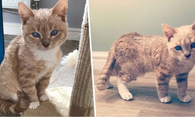 Adorable Cat With Rare Form Of Dwarfism Will Forever Be A ‘Little Kitten’