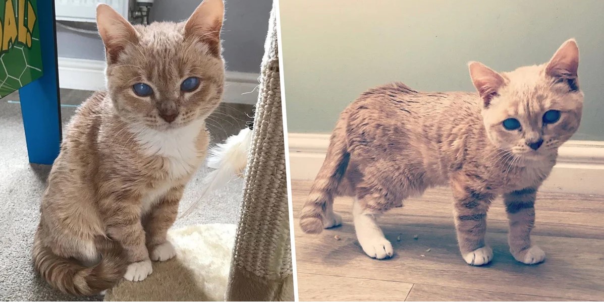 Adorable Cat With Rare Form Of Dwarfism Will Forever Be A ‘Little