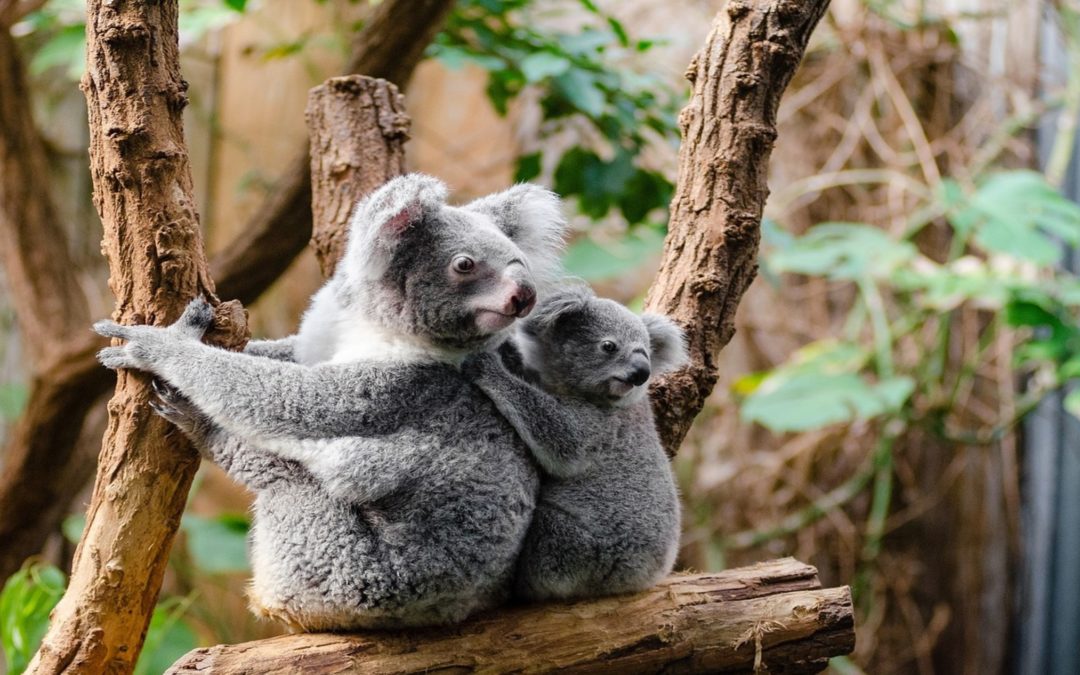 Koalas Are Finally Returning To The Wild After The Wildfires