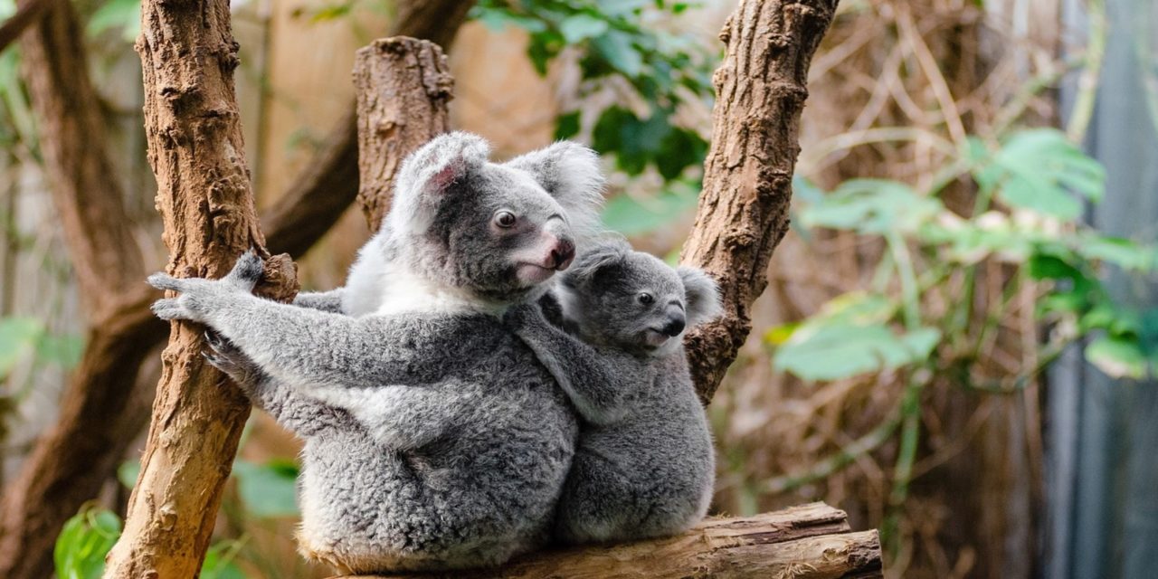 Koalas Are Finally Returning To The Wild After The Wildfires