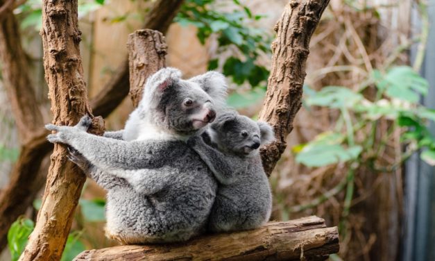 Koalas Are Finally Returning To The Wild After The Wildfires